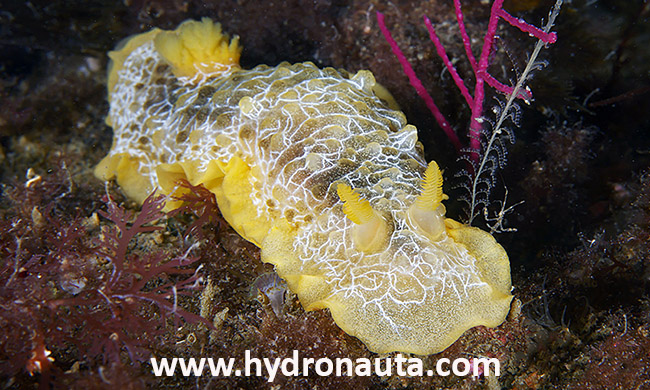 Doriopsilla areolata